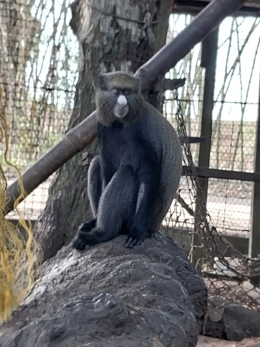 Putty-nosed Monkey