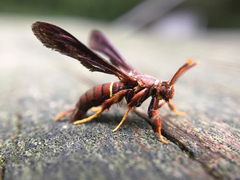 Vitacea polistiformis