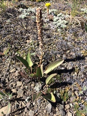 Veronica wyomingensis