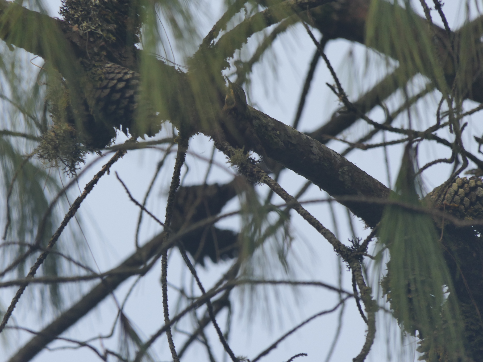 Rusty-flanked Treecreeper