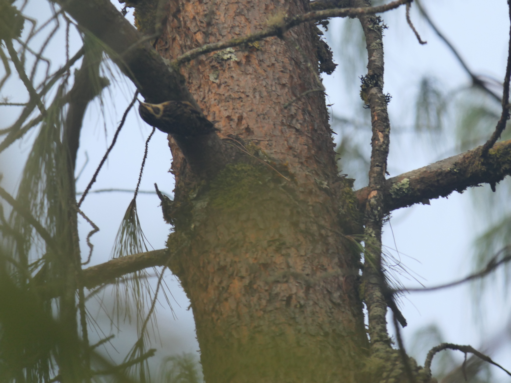 Rusty-flanked Treecreeper