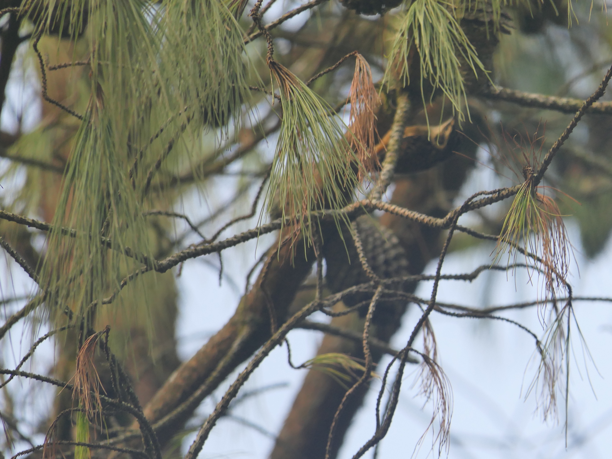 Rusty-flanked Treecreeper