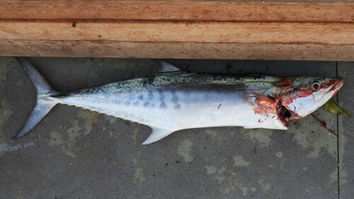 Australian seerfish (Scomberomorus munroi) — Scombridae — 4