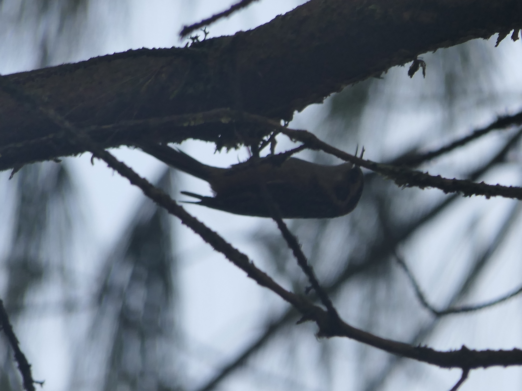 Rusty-flanked Treecreeper