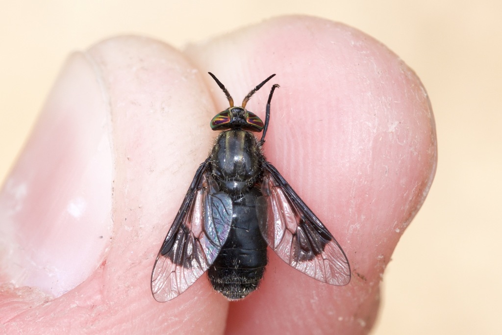 Black Deer Fly