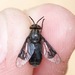 Black Deer Fly - Photo (c) Owen Strickland, some rights reserved (CC BY-NC), uploaded by Owen Strickland