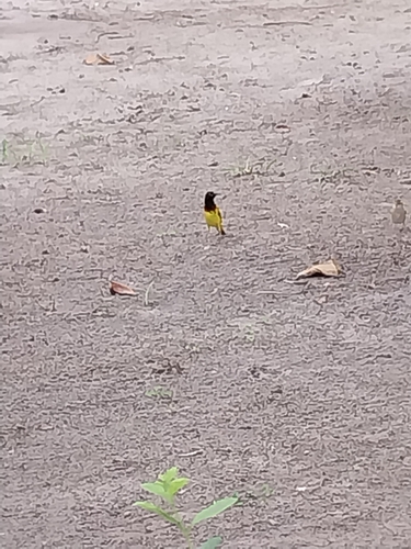 Village Weaver