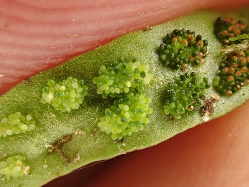 Image of Notogrammitis angustifolia by (c) Benjamin Lavin, some rights reserved (CC BY)