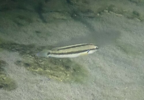 Striped telmatochromis (Telmatochromis vittatus) — Cichlidae — 4
