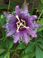 Passiflora incarnata × cincinnata
