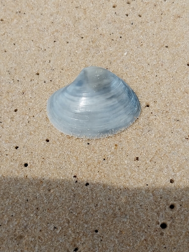 Rostrate mactra