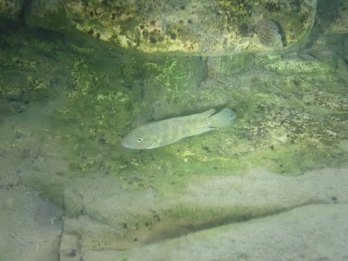 Dhonts cichlide (Telmatochromis dhonti) — Cichlidae