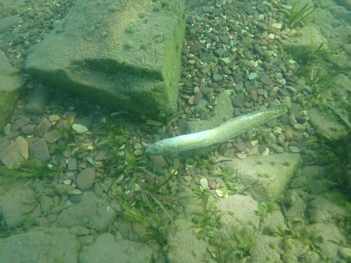 Whitespotted spiny eel (Mastacembelus albomaculatus) — Mastacembelidae