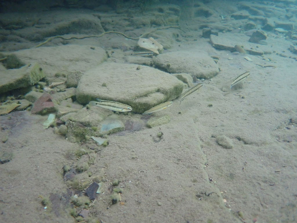 Striped telmatochromis (Telmatochromis vittatus) — Cichlidae