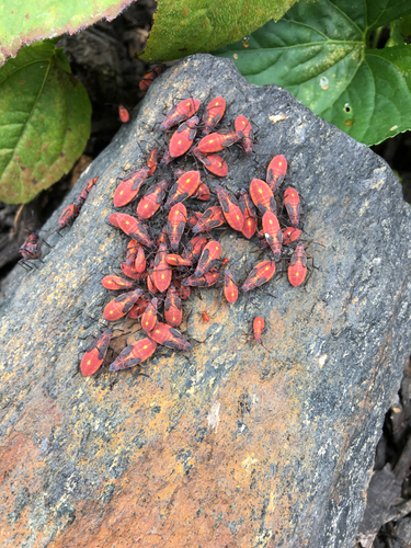 Eastern Boxelder Bug, photo 4 of 10