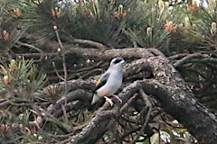 Pteruthius aeralatus