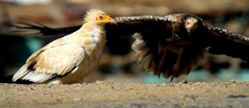 Egyptian Vulture