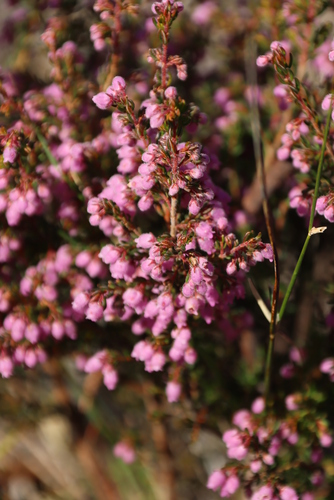 Image of Erica hirtiflora by (c) Tony Rebelo, some rights reserved (CC BY-SA)