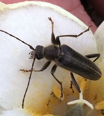Cortodera