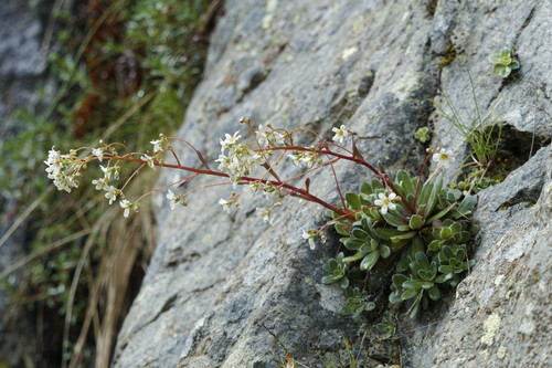 Saxifraga gaudinii