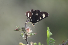 Alypiodes bimaculata