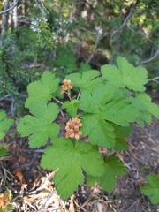 Ribes erythrocarpum