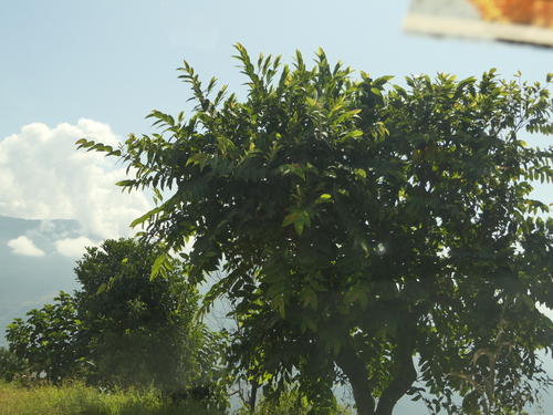 Image of Ficus semicordata by (c) Sagnik Dutta Roy, some rights reserved (CC BY)