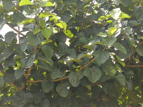 Image of Ficus auriculata by (c) Sagnik Dutta Roy, some rights reserved (CC BY)