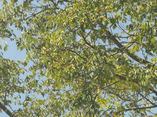 Image of Choerospondias axillaris by (c) Sagnik Dutta Roy, some rights reserved (CC BY)