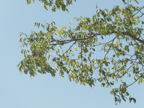 Choerospondias axillaris, photograph 6