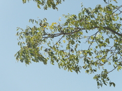 Choerospondias axillaris, photograph Sagnik Dutta Roy, CC BY, iNaturalist via GBIF