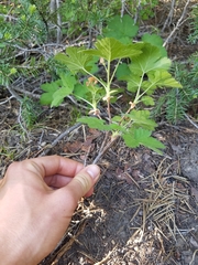 Ribes erythrocarpum