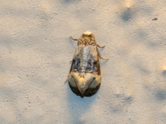 Phalonidia memoranda