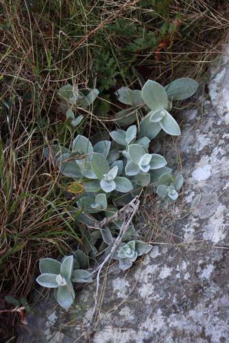 Image of Helichrysum fruticans by (c) Tony Rebelo, some rights reserved (CC BY-SA)