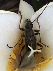 Cortodera