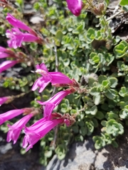 Penstemon rupicola