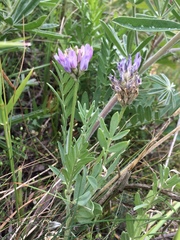 Astragalus laxmannii robustior