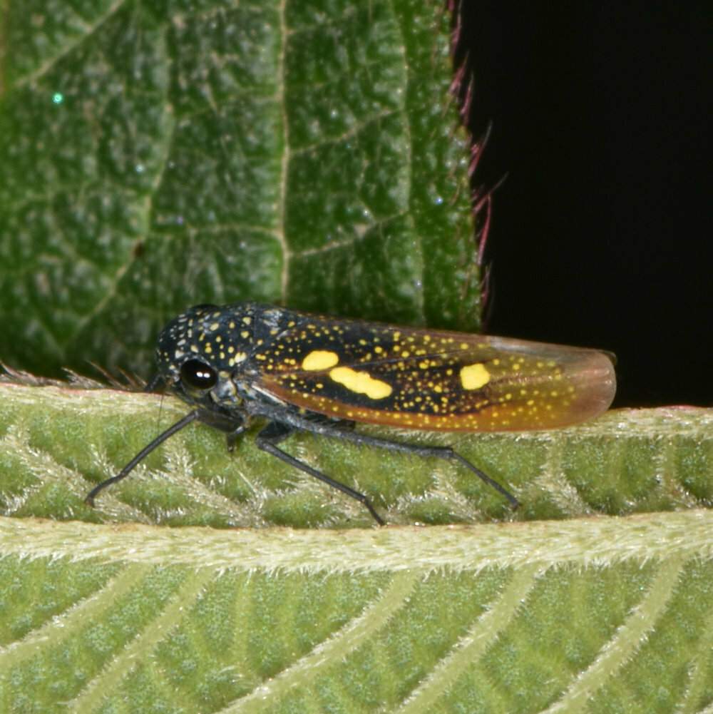 Macugonalia elegantula