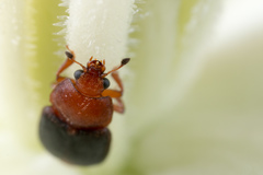 Caplothorax melanopterus