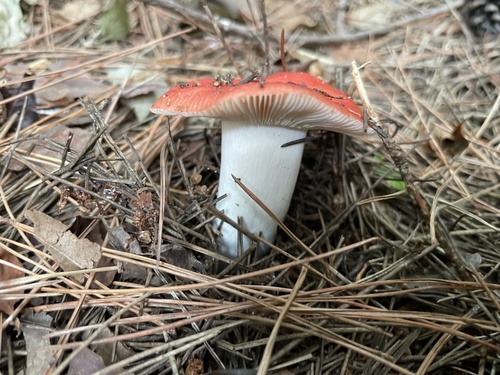 Russula