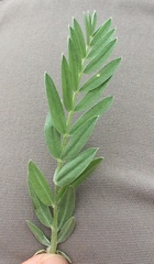 Astragalus laxmannii robustior