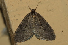 Operophterini
