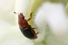 Caplothorax melanopterus