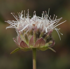 Monardella odoratissima pallida