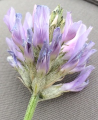 Astragalus laxmannii robustior