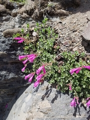 Penstemon rupicola