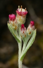 Antennaria geyeri
