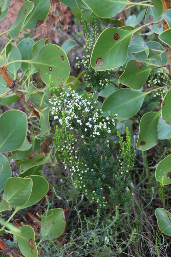 Image of Bonnet Heath (Erica calycina) by (c) Tony Rebelo, some rights reserved (CC BY-SA)