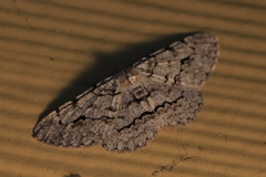 Stenoporpia pulmonaria