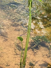Argia fumipennis